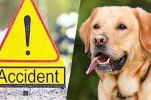 कुत्र्याच्या मृतदेहाने केला घात, दुचाकी आदळून होमगार्ड ठार wardha dead dog accident, home guard died in accident due to dead dog, wardha home guard accident due to dead dog