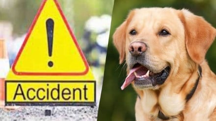 wardha dead dog accident, home guard died in accident due to dead dog, wardha home guard accident due to dead dog