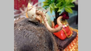 napur miracle on anant chaturdashi, ganesh came out from coconut, ganesh idol from coconut