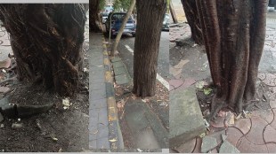 navi mumbai trees are uprooted by road concretization works