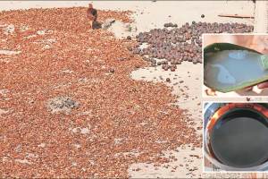 article about mahua flower mahua plant in gadchiroli district