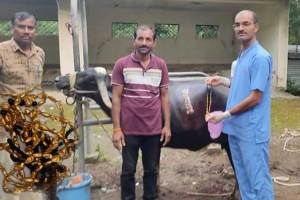 doctors remove gold chain from buffalo tummy