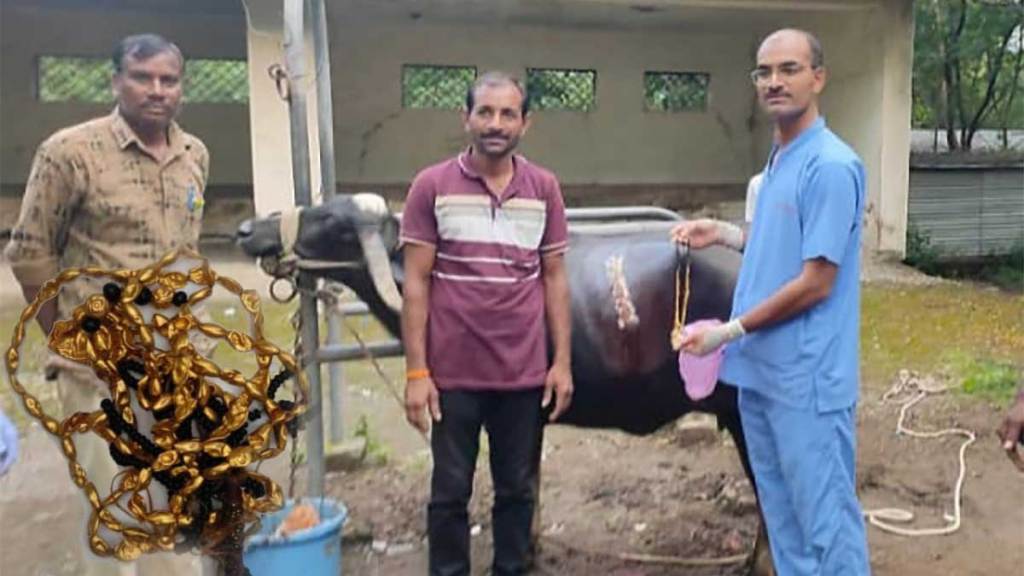 doctors remove gold chain from buffalo tummy