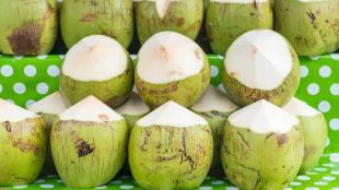 coconut wholesale price
