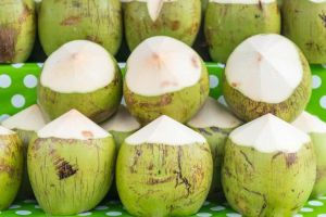 coconut wholesale price