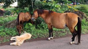 Sangli, ashta bhilwadi road, two horses, dead colt, help