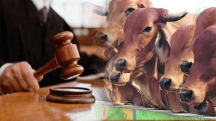 chandrapur ballarpur court imposed heavy fine accused committed cow smuggling