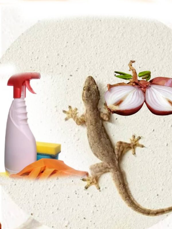 8 Tips To Keep Lizard Away From Kitchen Use Garlic Onion Black pepper For Cleaning To Get Your Home Pest Control