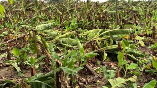 Girish Mahajan district administration immediately affected crops Panchnama floods Tapi river jalgaon