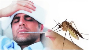 dengue, Malaria patients continuously increasing Panvel