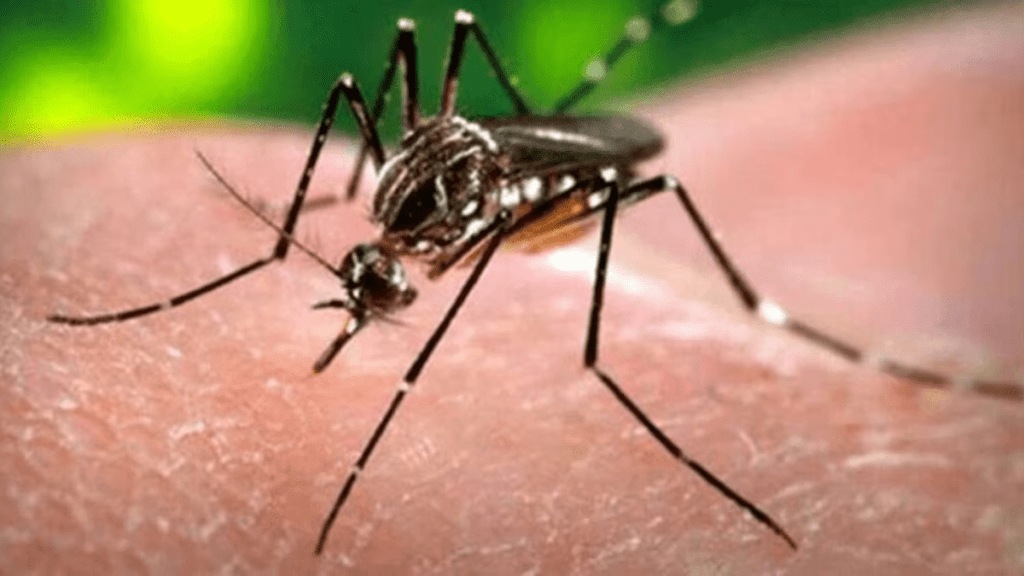 Research conducted find cheap effective test dengue pune