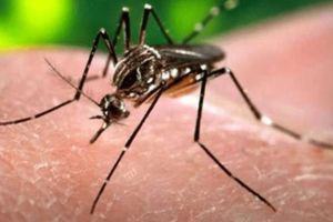 सावधान! पुण्यात डेंग्यूचा कहर वाढला dengue patients has started increasing in Pune
