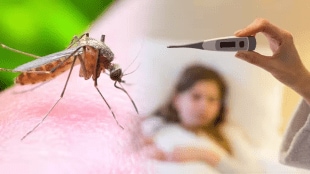 148 cases dengue 79 cases malaria Panvel 48 days