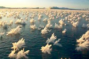 Frost Flowers on the surface of ocean