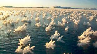 Frost Flowers on the surface of ocean