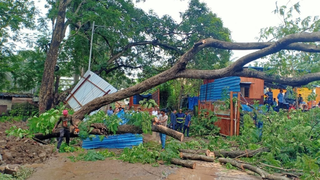 falling tree in thane