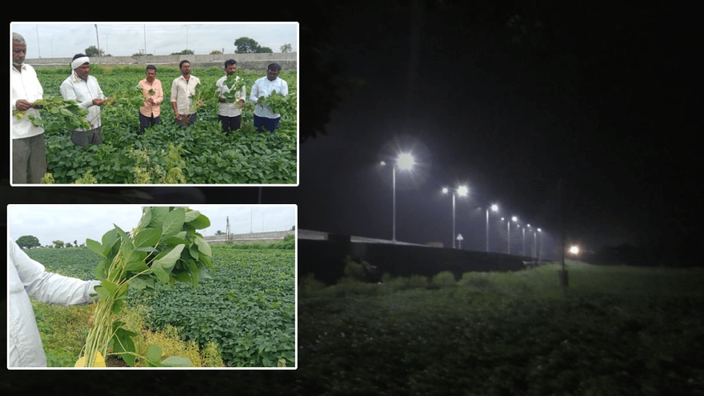 soybean crops hundred hectares danger street lights washim