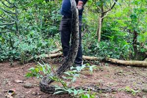 twelve and a half foot giant python found in in chirner create panic among
