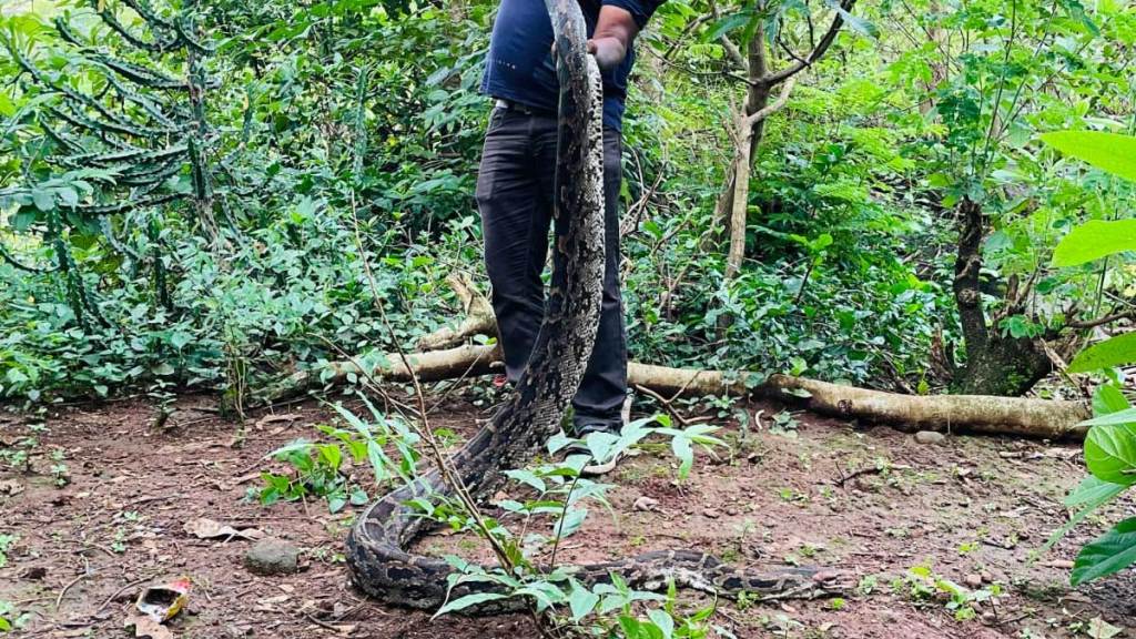 twelve and a half foot giant python found in in chirner create panic among