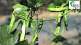 cultivating legumes on balconies article about bean cultivation on terrace cultivating bean on balconies