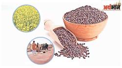 क-कमॉडिटीचा… दुष्काळात जीएम मोहरीची साथ