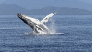 Whale fish Vomiting seized Mahabaleshwar