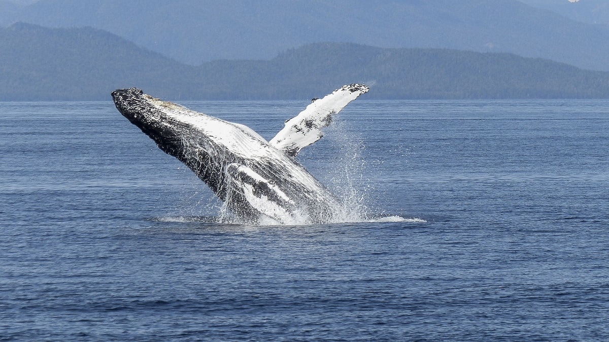 Whale fish Vomiting seized Mahabaleshwar
