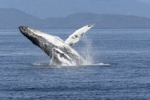 सातारा : महाबळेश्वरमध्ये साडेसहा कोटी किंमतीची व्हेल माशाची उलटी जप्त Whale fish Vomiting seized Mahabaleshwar