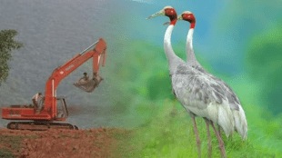 satellite tagging cranes, bhandara district government information illegal activities river bed