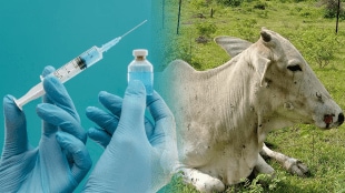 Vaccination five lakh animals control lumpy disease jalgaon