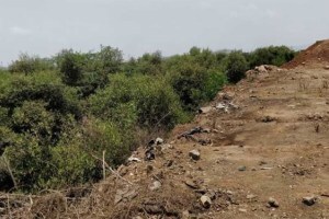 प्रकल्पांच्या नावाने नष्ट केल्या जाणाऱ्या कांदळवनाची केंद्र सरकारकडून दखल kandalvan forest uran