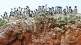 conserving guano islands