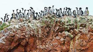 conserving guano islands