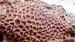 live coral colonies translocated