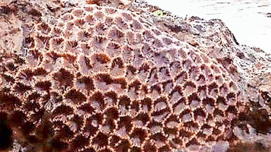 live coral colonies translocated