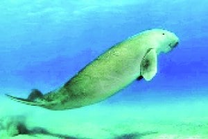 कुतूहल : समुद्रगायी संवर्धन प्रवास kutuhal sea fish
