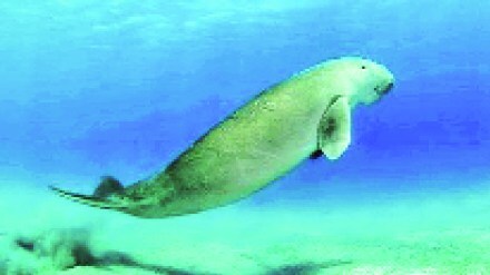 kutuhal sea fish