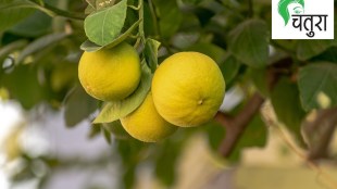 blood purifier lemon