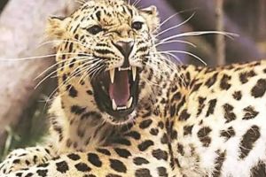 leopard die
