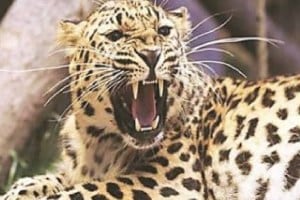 बुलढाणा: बिबट्याच्या हल्ल्यात शेतकरी ठार; ज्ञानगंगा अभयारण्यातील देव्हारी येथील दुर्देवी घटना leopard attack, leopard attack at Dewari in Gyanganga Sanctuary