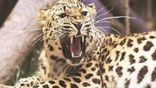 leopard attack, leopard attack at Dewari in Gyanganga Sanctuary