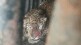leopard roaming Eklahare area nashik imprisoned cage forest department