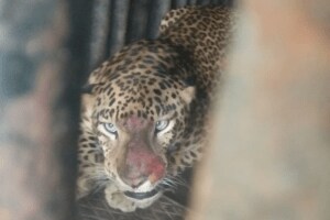 नाशिक: एकलहरे परिसरात बिबट्या जेरबंद leopard roaming Eklahare area nashik imprisoned cage forest department