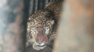 leopard roaming Eklahare area nashik imprisoned cage forest department