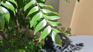 How to Grow Curry Leaves at home know tips