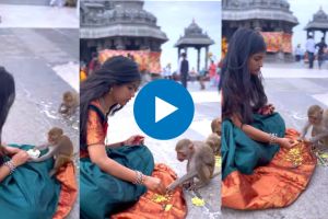 भुकेल्या माकडांनी भातावर मारला ताव, तरुणीने हाताने भरवला घास; पाहा मजेशीर व्हायरल व्हिडीओ Hungry Moneky snached Food form A Girl and eat, she trying to feed them by her hand Viral Video wins heart on Internet