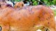lumpy disease in buldhana, lumpy disease , Buldhana news, Buldhana