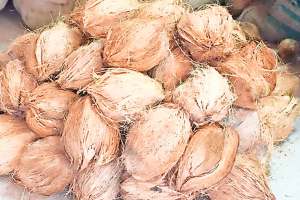 coconut sales in pune and mumbai