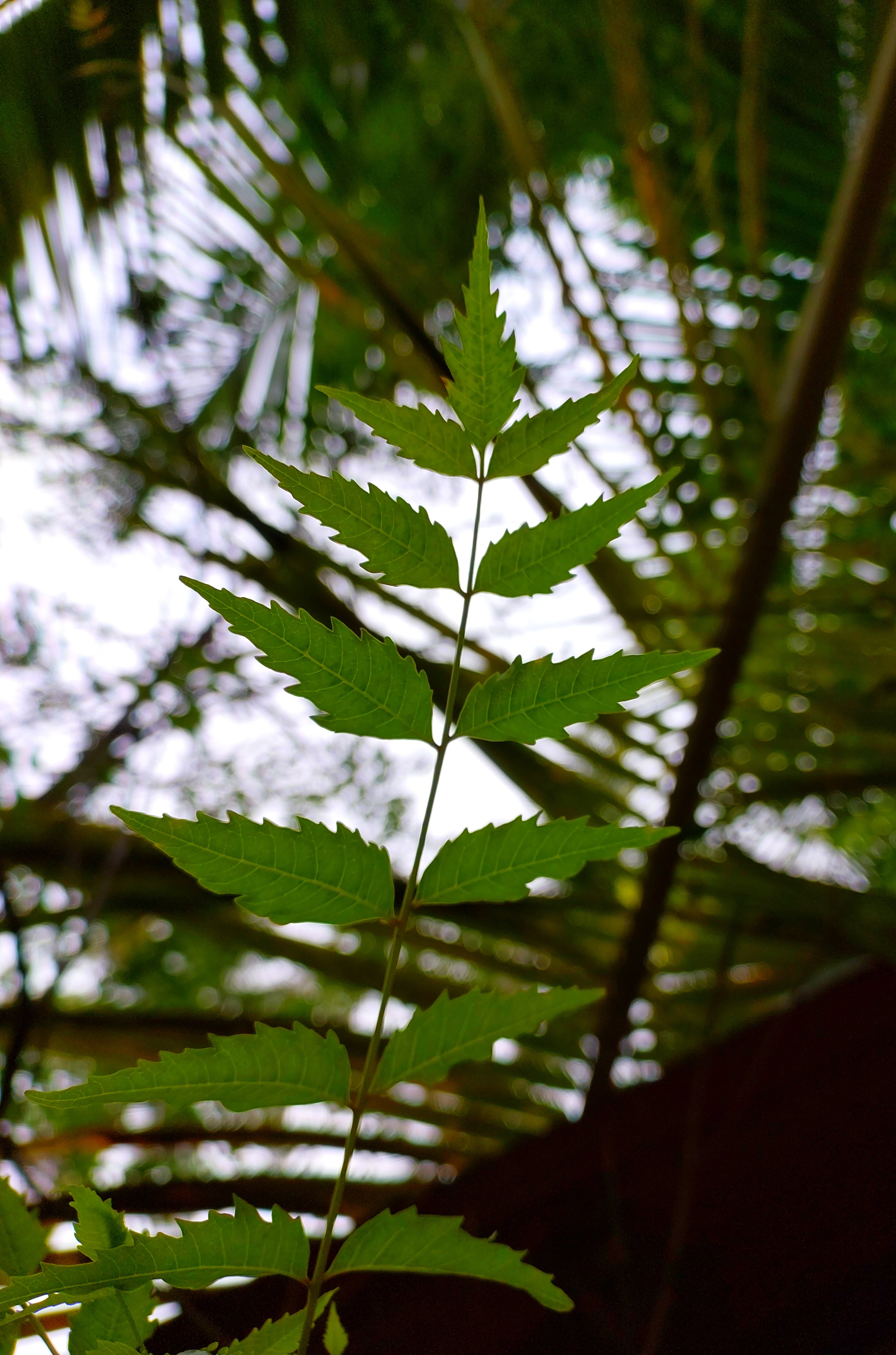 neem-leaves-health-benefits