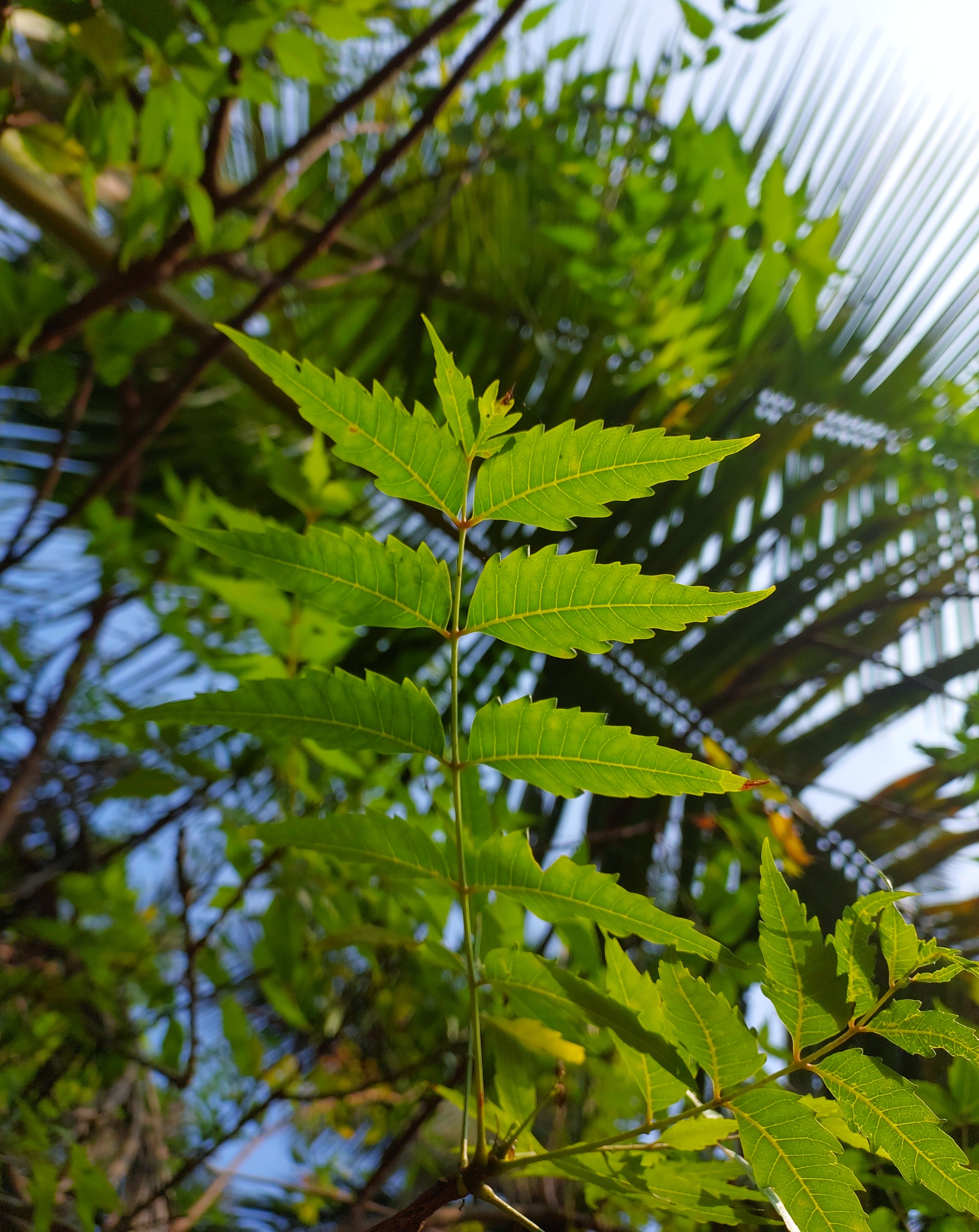 neem-leaves-health-benefits